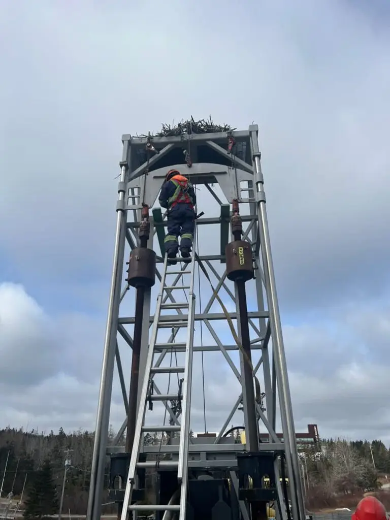 osprey nest restoration