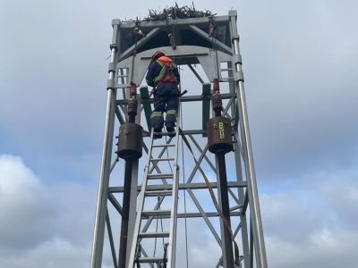 osprey nest restoration